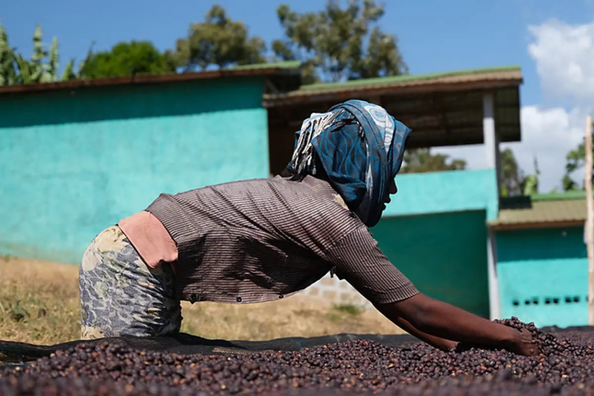 Ethiopia | Wush Wush