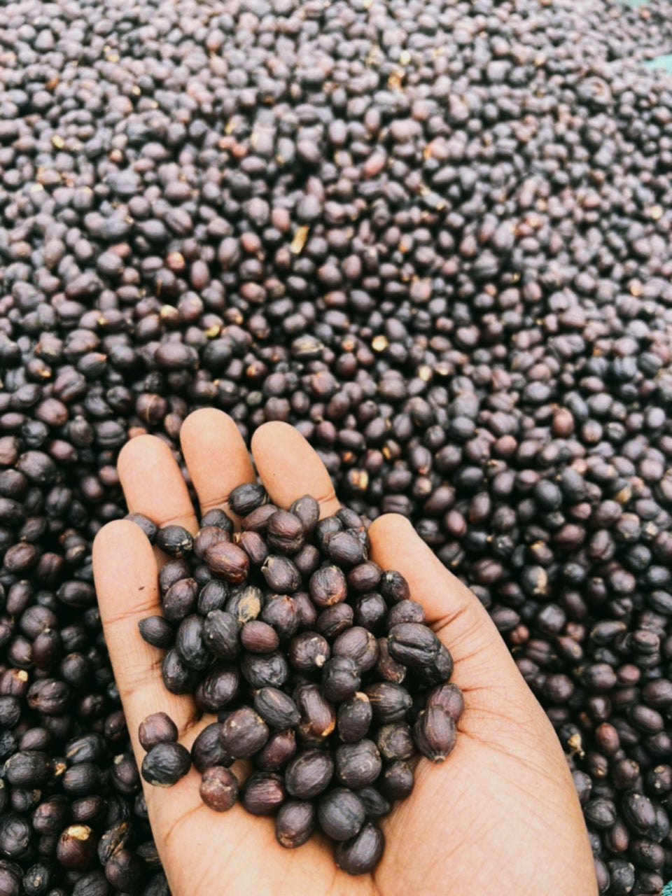Ethiopia | Wush Wush