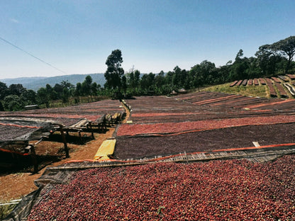 Ethiopia | Wush Wush
