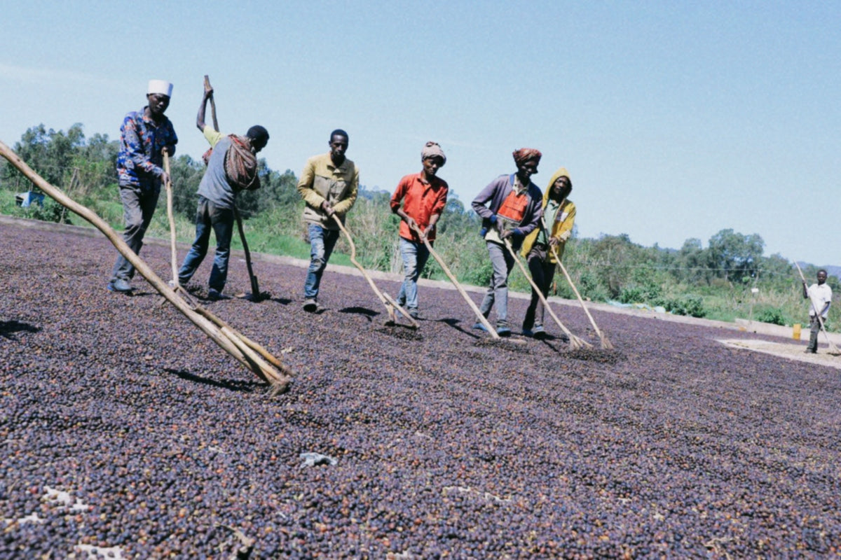 Ethiopia | Wush Wush