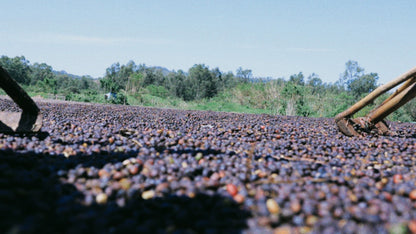 Ethiopia | Wush Wush